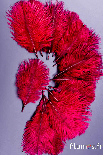 Struisvogel Bellies -8-13 cm - bordeaux